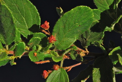 Ceanothus diversifolius