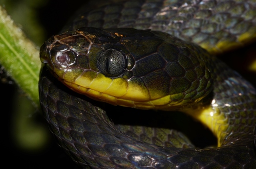 Underwood's Nocturnal Tree Snake