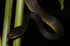 Dipsadoboa underwoodi