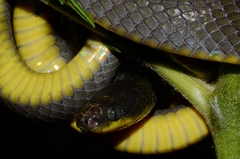 Dipsadoboa underwoodi