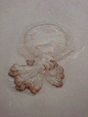 Rhopilema verrilli