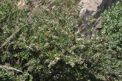 Ceanothus fendleri