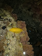 Dendrodoris citrina