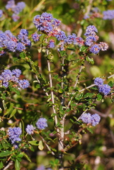 Ceanothus foliosus vineatus