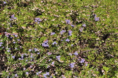 Ceanothus foliosus vineatus