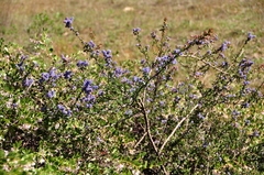 Ceanothus foliosus vineatus