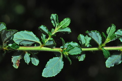 Ceanothus foliosus vineatus