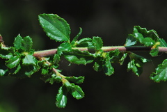 Ceanothus foliosus vineatus