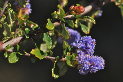 Ceanothus foliosus vineatus