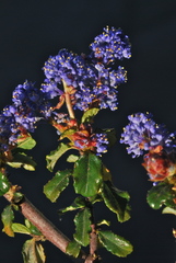 Ceanothus foliosus vineatus