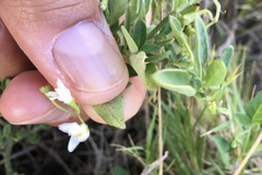 Solanum chenopodioides