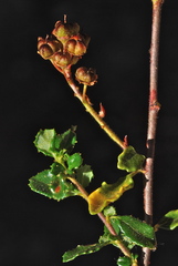 Ceanothus foliosus vineatus