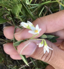 Solanum chenopodioides