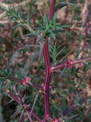 Salsola tragus
