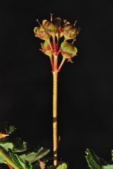 Ceanothus foliosus vineatus