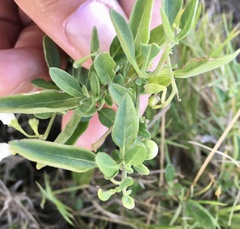 Solanum chenopodioides