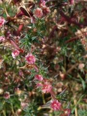 Salsola tragus