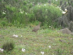 Nothoprocta perdicaria perdicaria