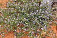 Ceanothus foliosus medius