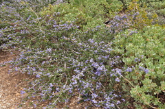 Ceanothus foliosus medius
