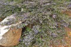 Ceanothus foliosus medius