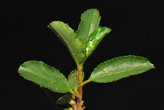 Ceanothus foliosus medius