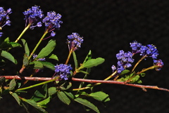 Ceanothus foliosus medius