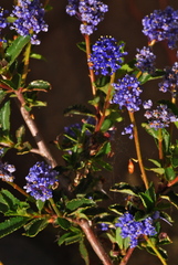Ceanothus foliosus medius