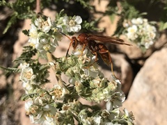 Polistes kaibabensis