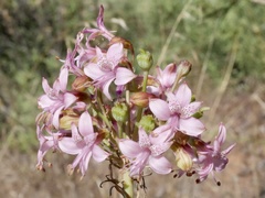 Alstroemeria revoluta
