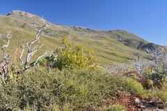 Ceanothus foliosus medius