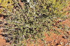 Ceanothus foliosus medius