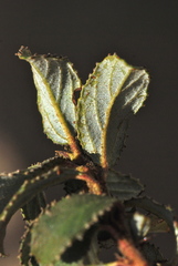 Ceanothus foliosus medius