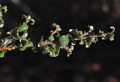 Ceanothus foliosus medius