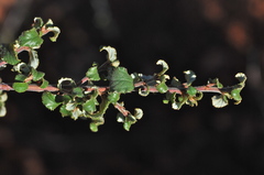 Ceanothus foliosus medius