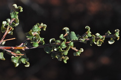 Ceanothus foliosus medius