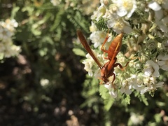 Polistes kaibabensis