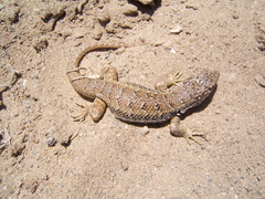 Liolaemus silvai