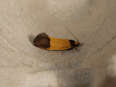 Merocroca automima