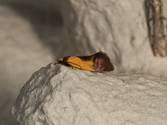 Merocroca automima