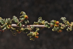 Ceanothus foliosus medius