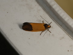 Merocroca automima