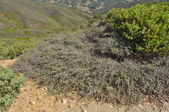 Ceanothus foliosus medius