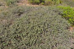 Ceanothus foliosus medius