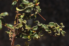 Ceanothus foliosus medius
