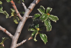Ceanothus foliosus medius