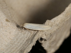 Oecophorinae