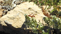 Polistes kaibabensis