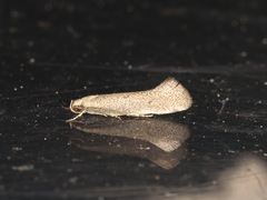 Oecophorinae