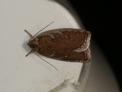 Euchaetis rhizobola
